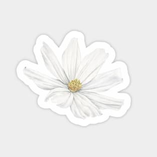 White Cosmos Flower with Back Background Sticker